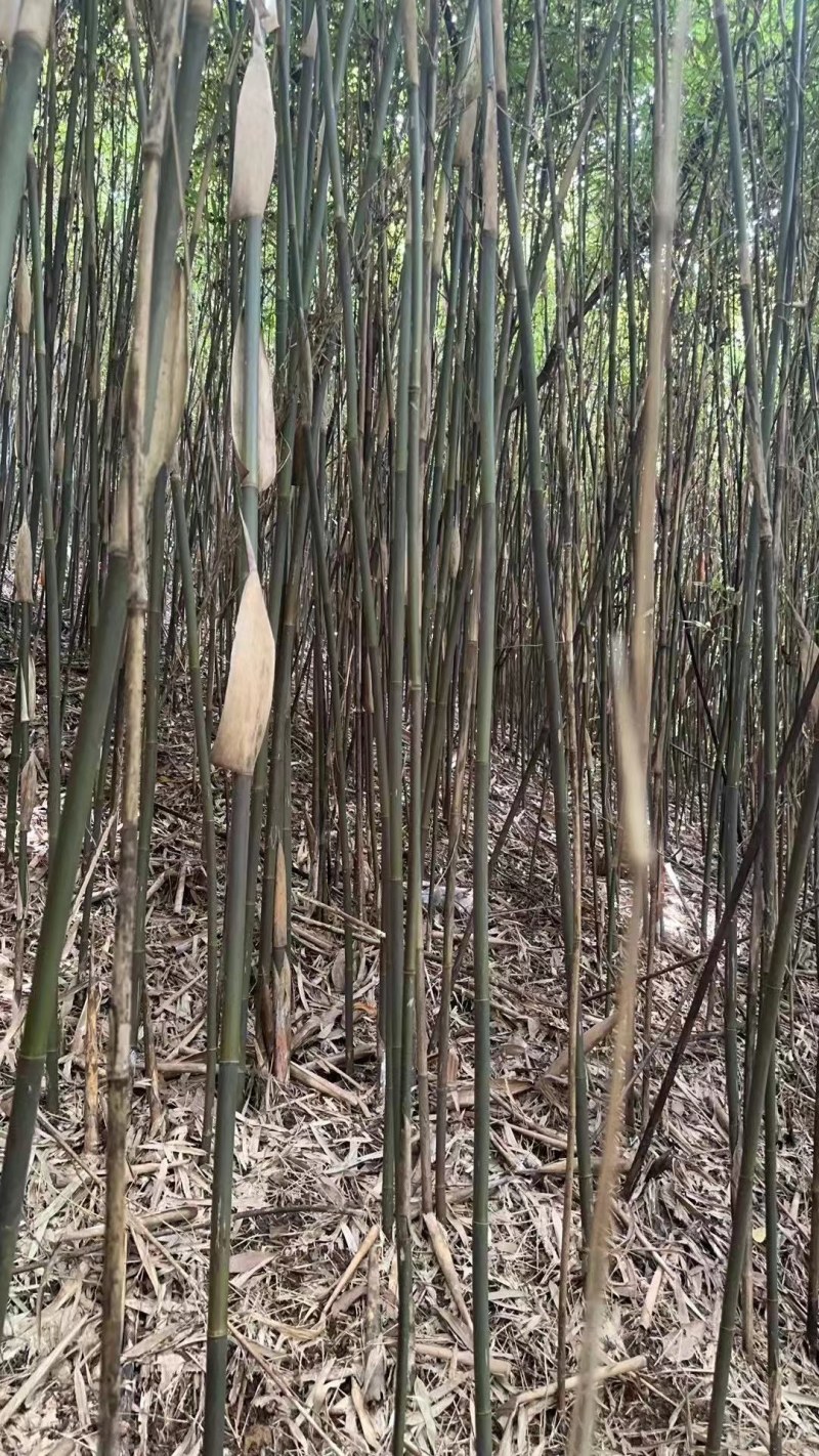 广东菜架竹