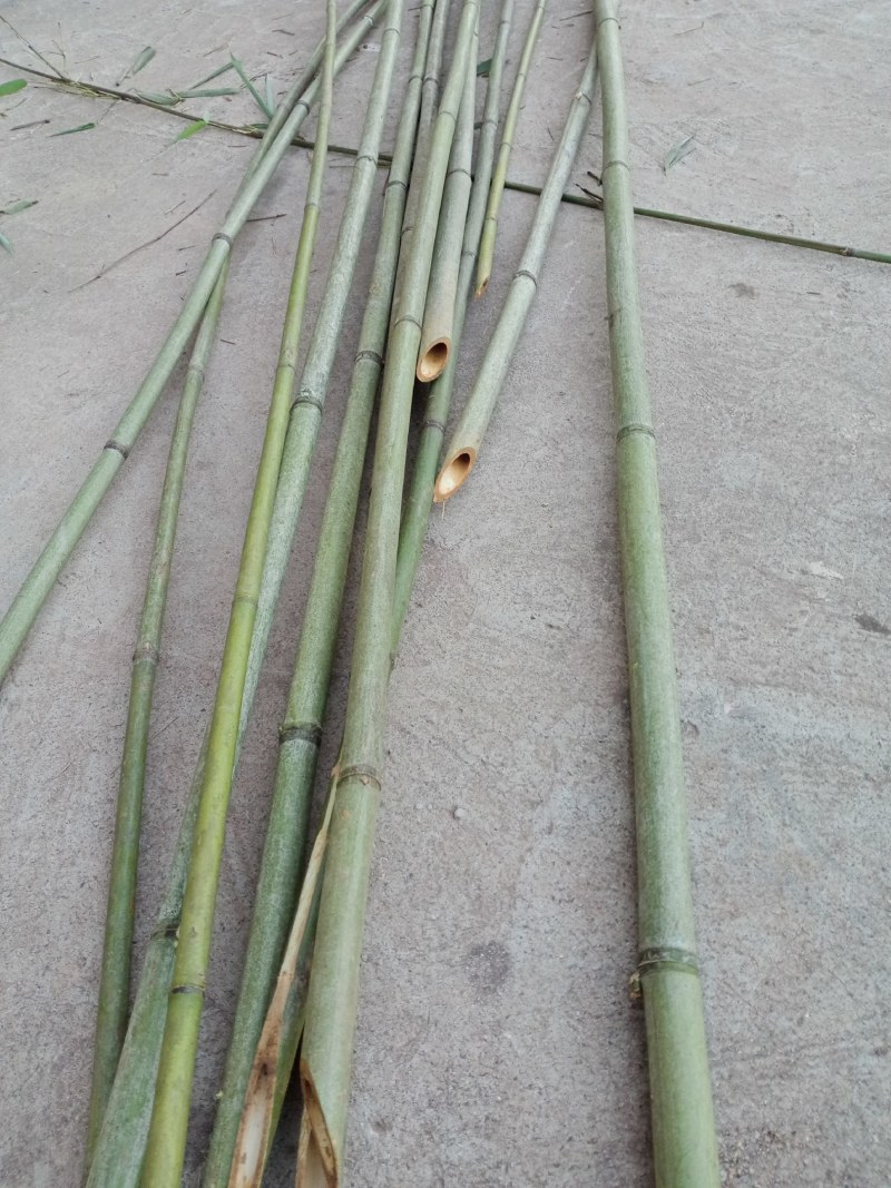 广东菜架竹