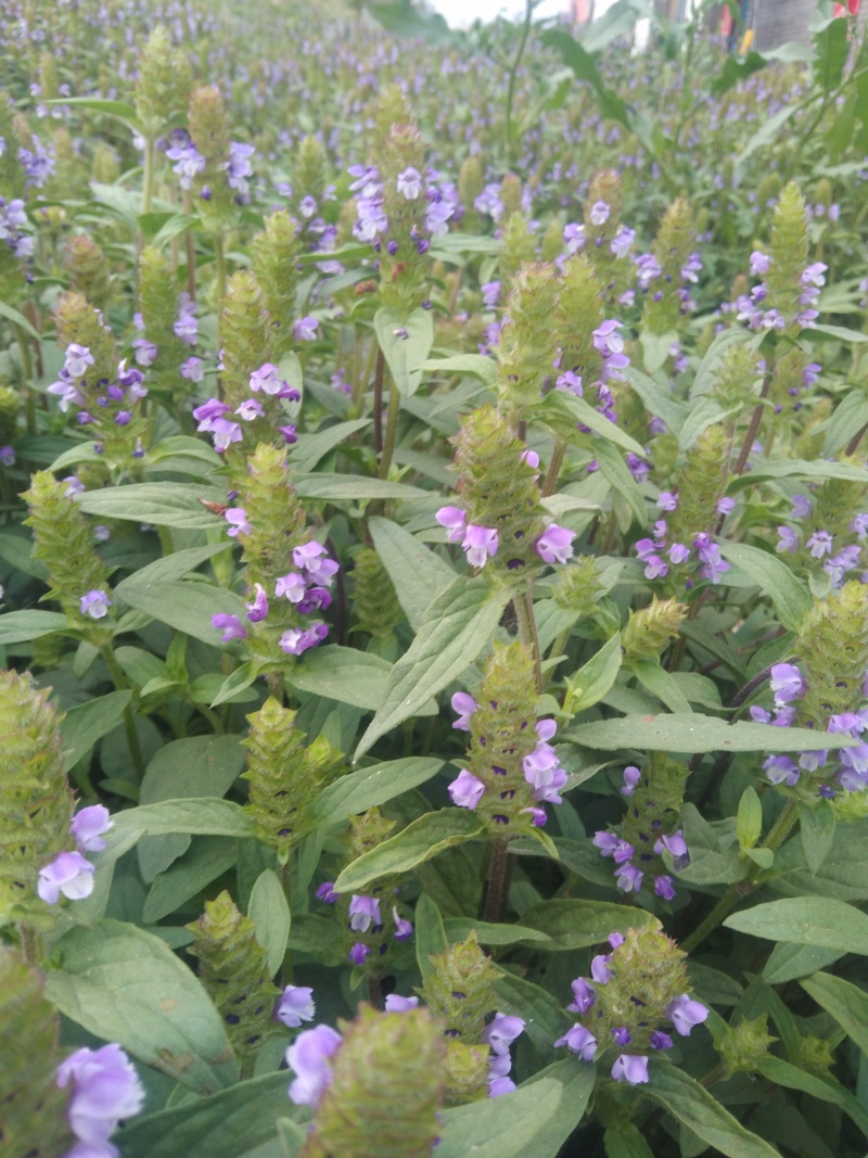 包邮夏枯草种子过风筛，甄选大穗头里籽，出芽率杠杠滴夏枯球
