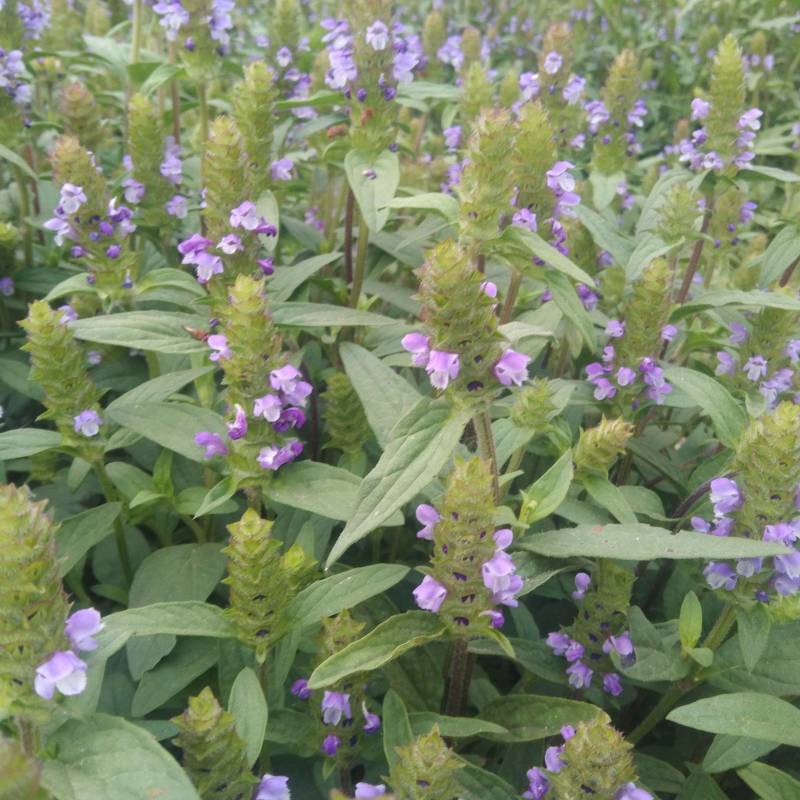 包邮夏枯草种子过风筛，甄选大穗头里籽，出芽率杠杠滴夏枯球