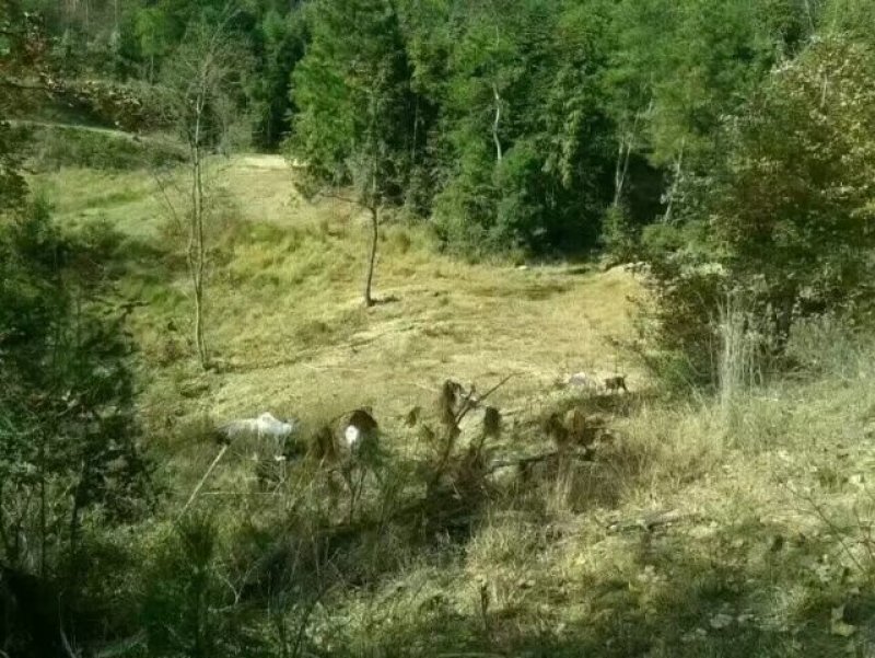 武汉周边，山林土地水库整租，分租，合作等都可以。