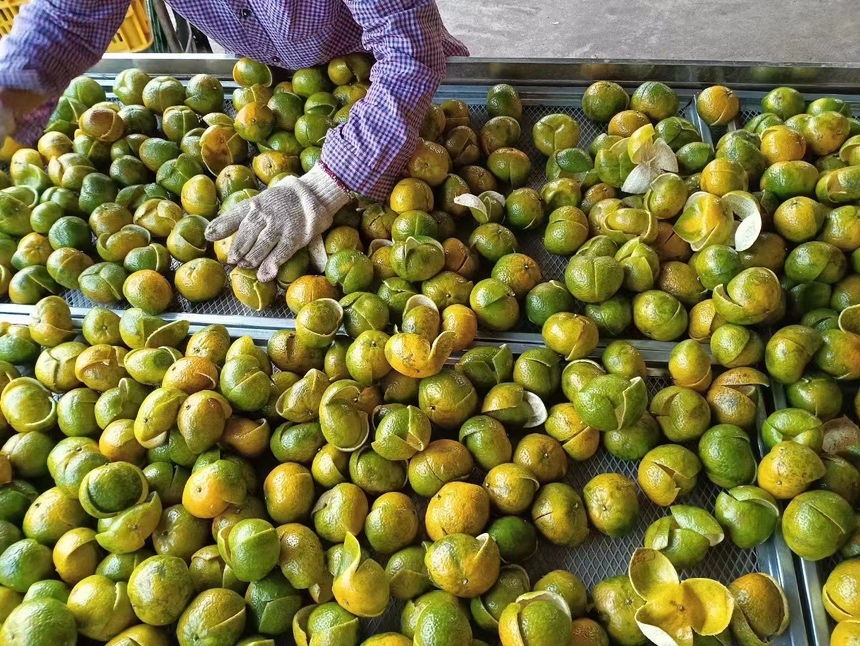 黄果柑树黄叶症状图