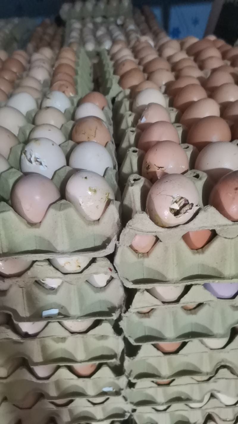 毛鸡蛋