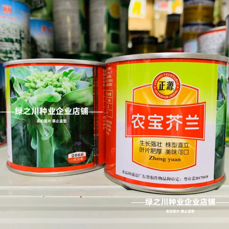 广东白花芥兰种子正源和利农蔬菜种籽农宝芥兰种子白花蜡粉少