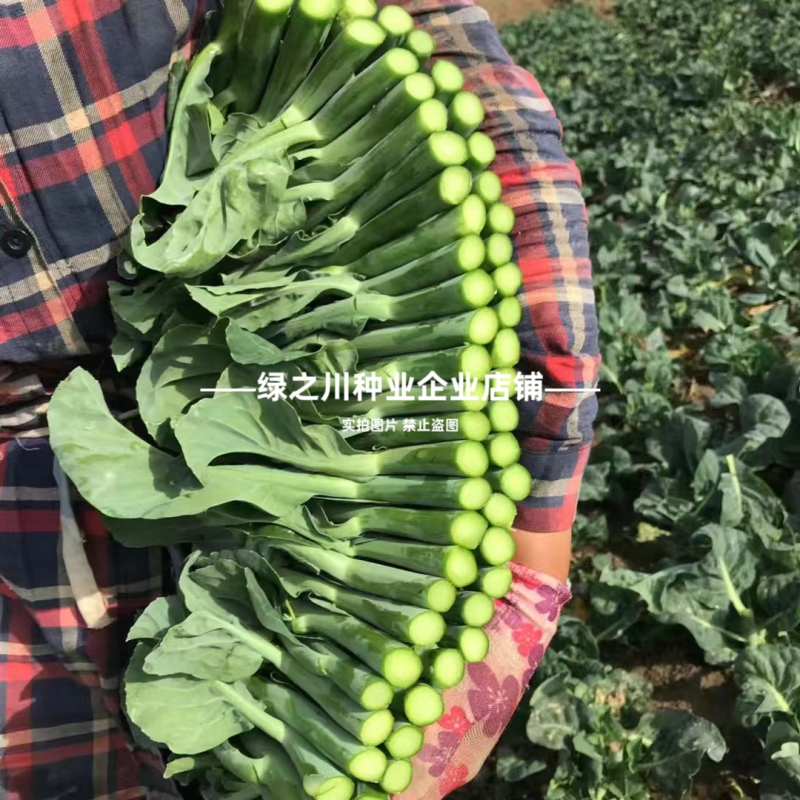 广东白花芥兰种子正源和利农蔬菜种籽农宝芥兰种子白花蜡粉少