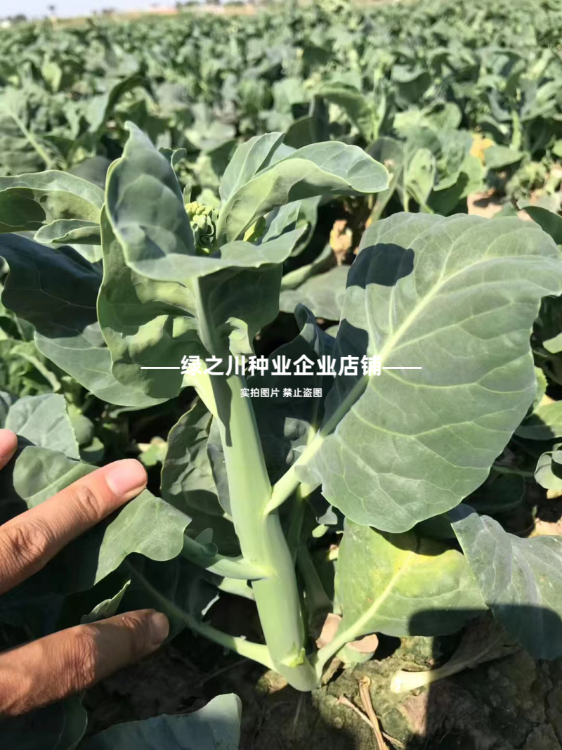 广东白花芥兰种子正源和利农蔬菜种籽农宝芥兰种子白花蜡粉少