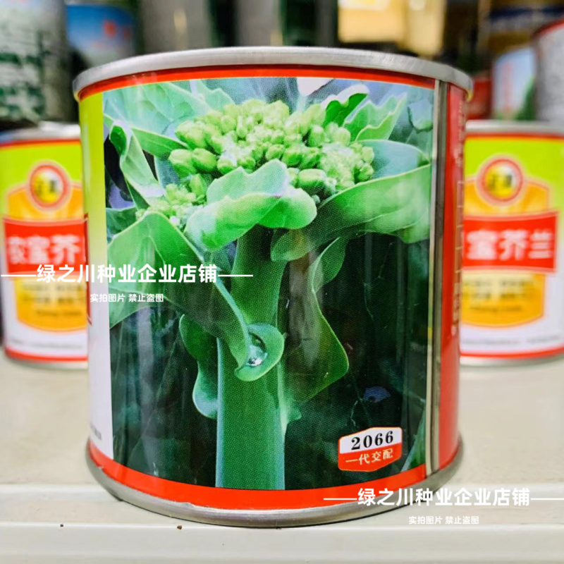 广东白花芥兰种子正源和利农蔬菜种籽农宝芥兰种子白花蜡粉少
