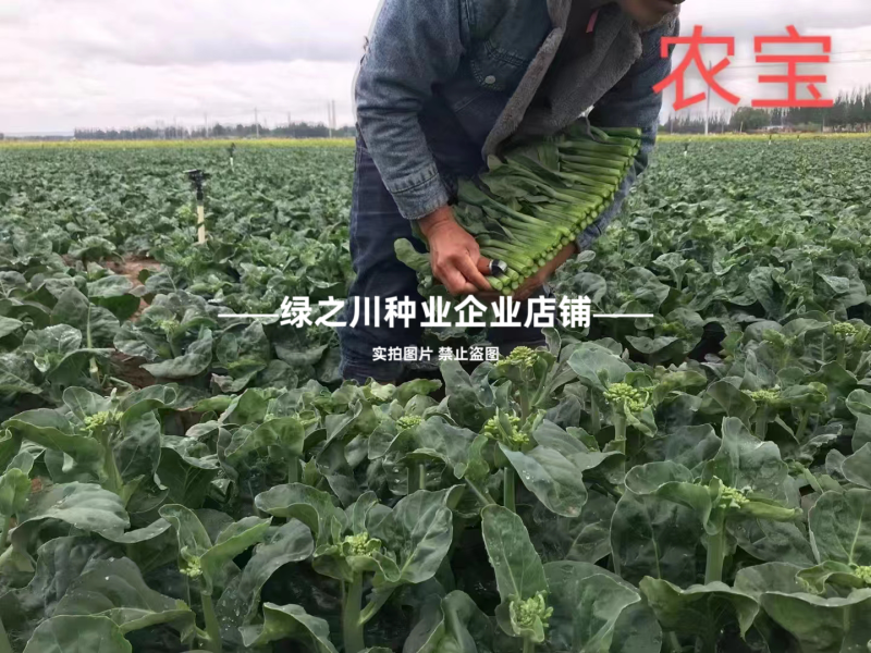 广东白花芥兰种子正源和利农蔬菜种籽农宝芥兰种子白花蜡粉少