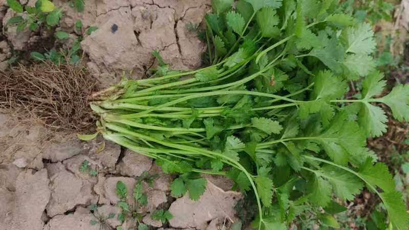 新鲜绿色香菜植株,叶片翠绿,茎秆细长 香菜特写图