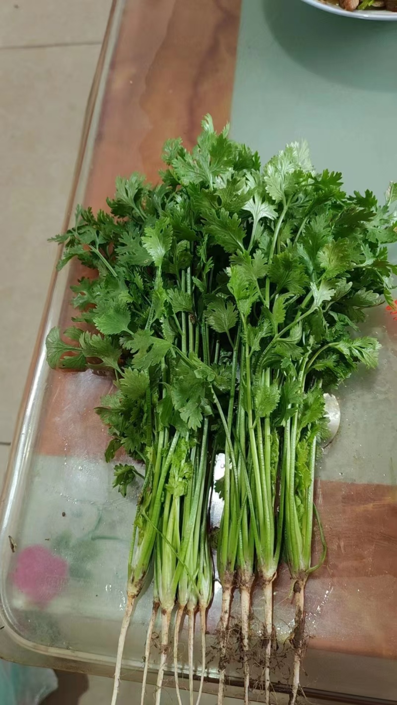 精品香菜全国基地现货供应，基地直销按需做包