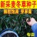 麦冬草种子新种子耐寒四季常青细叶麦冬草