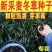 麦冬草种子新种子耐寒四季常青细叶麦冬草