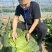 精品面包菜甘蓝种子绿叶黄心圆包菜种子全国可种植
