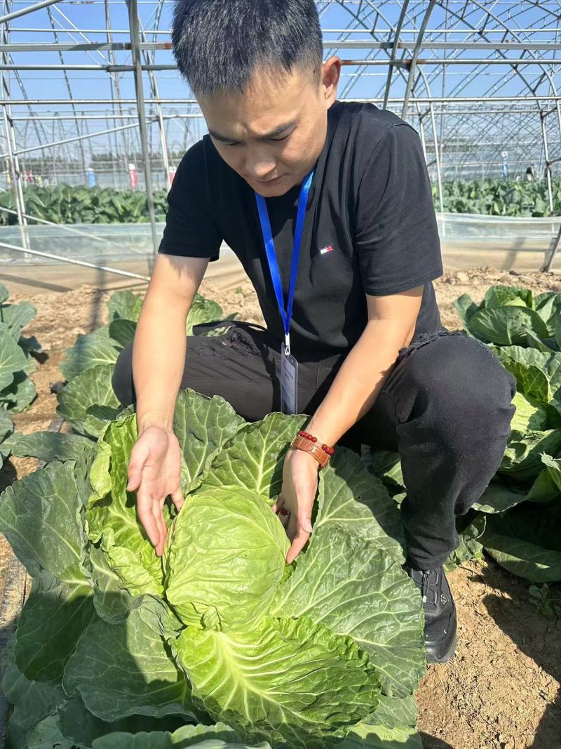 精品面包菜甘蓝种子绿叶黄心圆包菜种子全国可种植