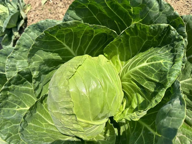 精品面包菜甘蓝种子绿叶黄心圆包菜种子全国可种植