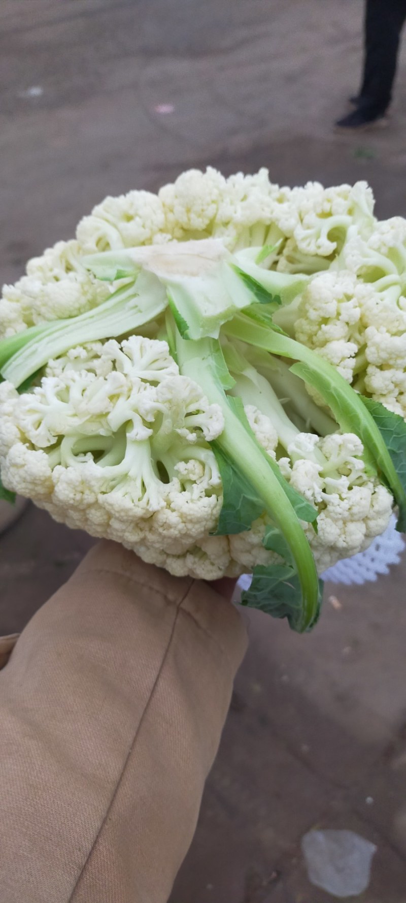 【荐】北松花菜大量上市货源充足质量好供应超市市场食堂