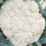 【荐】北松花菜大量上市货源充足质量好供应超市市场食堂
