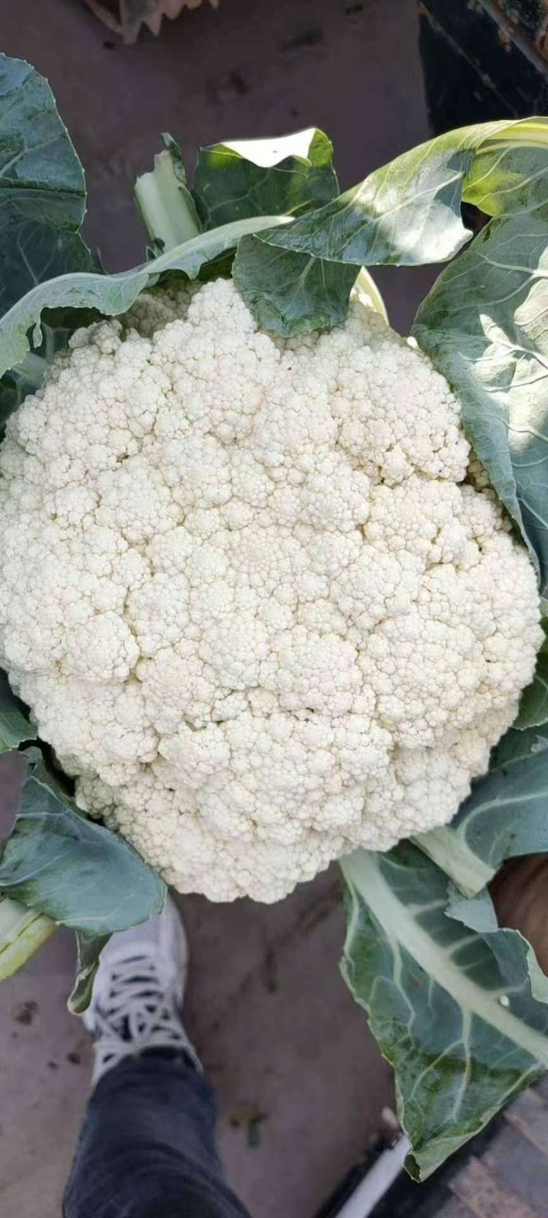 【荐】北松花菜大量上市货源充足质量好供应超市市场食堂