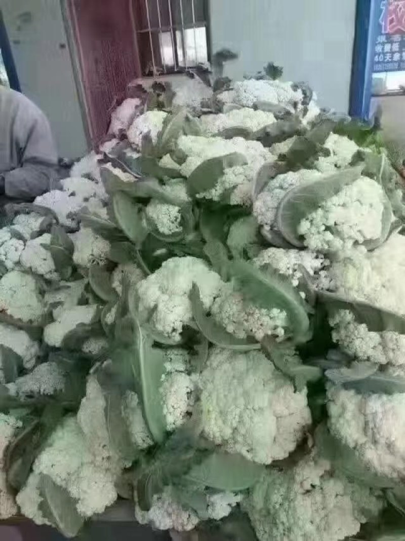 【荐】北松花菜大量上市货源充足质量好供应超市市场食堂