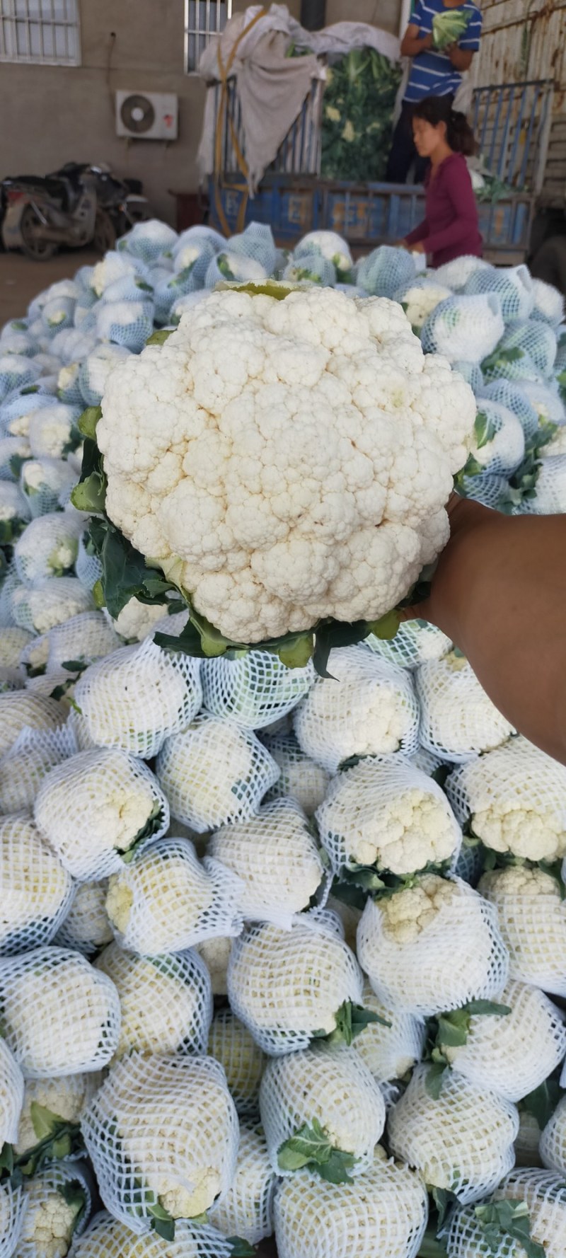 【荐】北松花菜大量上市货源充足质量好供应超市市场食堂