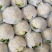 【荐】北松花菜大量上市货源充足质量好供应超市市场食堂