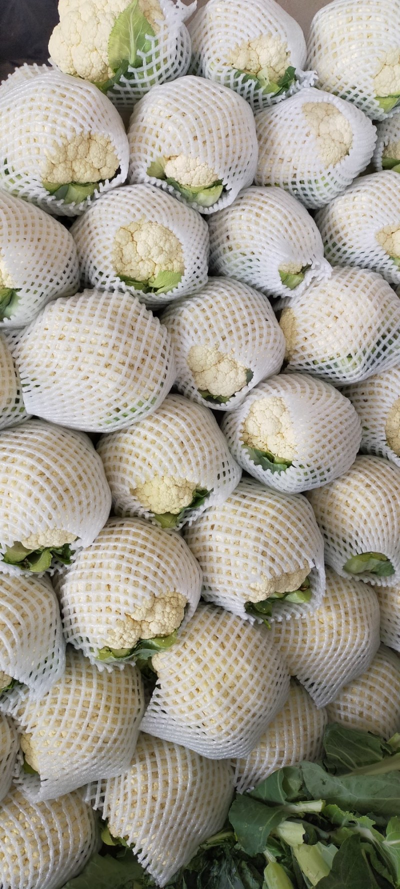 【荐】北松花菜大量上市货源充足质量好供应超市市场食堂
