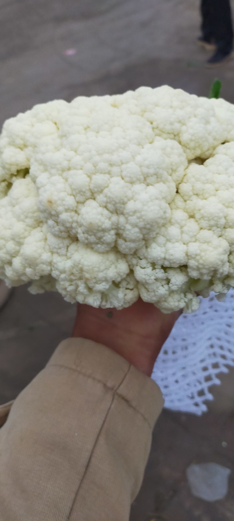 【荐】北松花菜大量上市货源充足质量好供应超市市场食堂