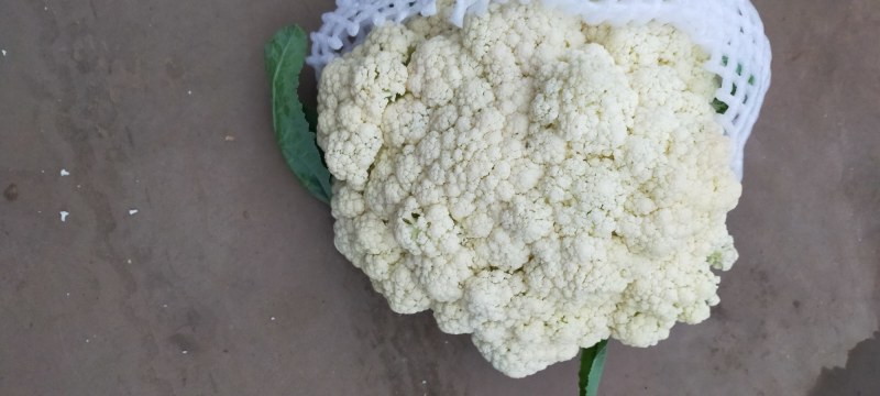 【荐】北松花菜大量上市货源充足质量好供应超市市场食堂