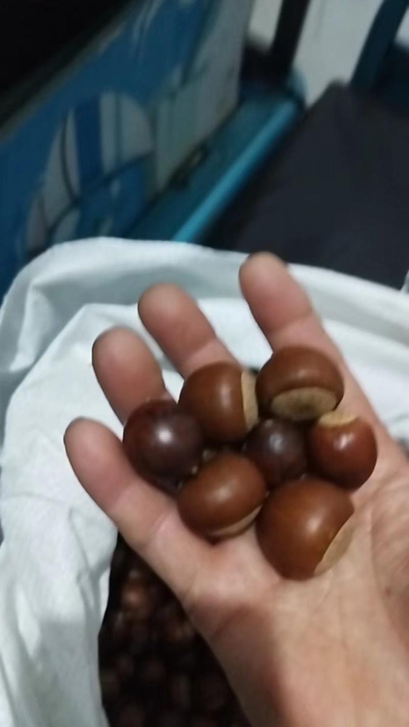 野生橡籽