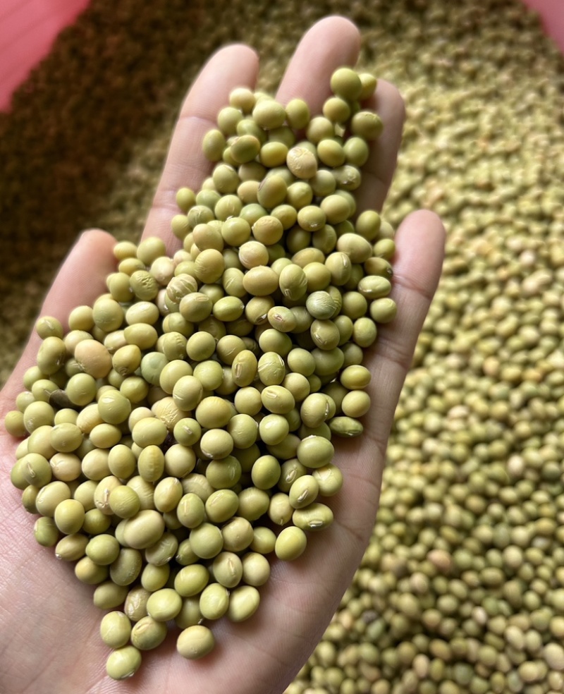 豆子青皮黄豆农家自产老品种天然25年新货过风机无杂质