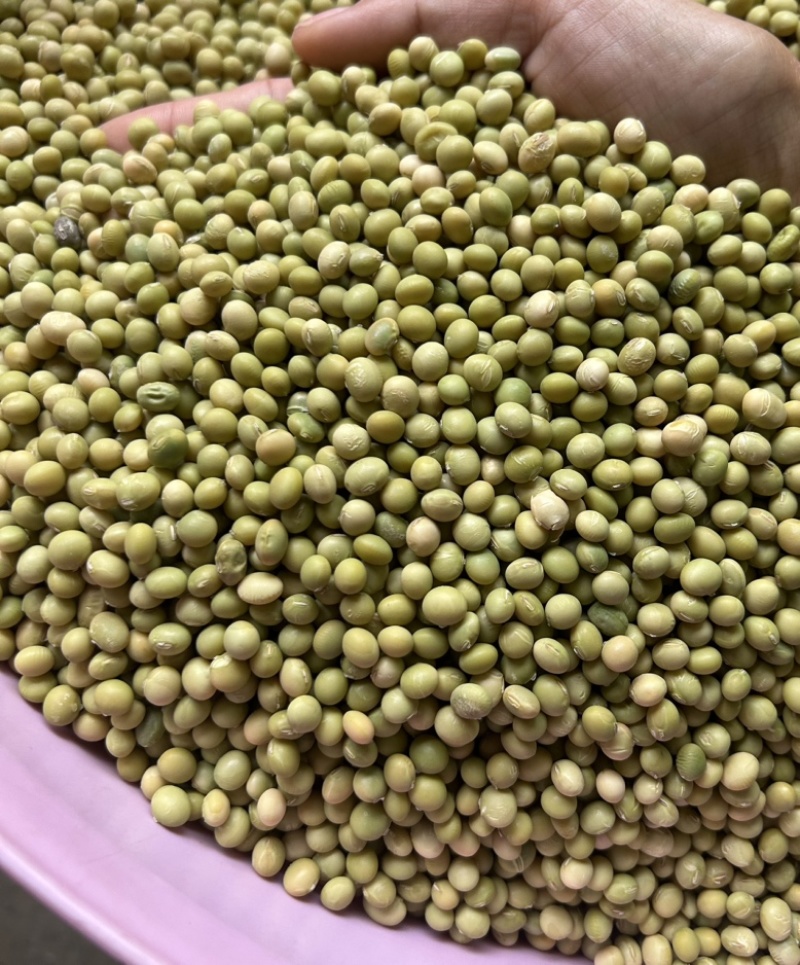 豆子青皮黄豆农家自产老品种天然25年新货过风机无杂质