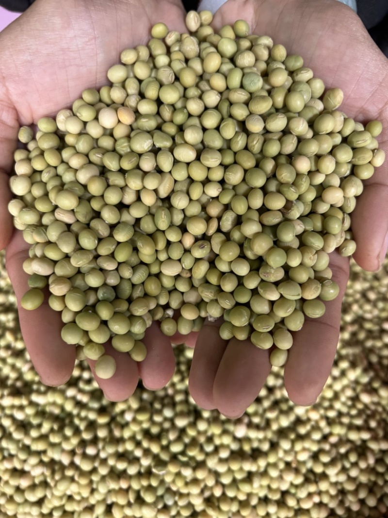 豆子青皮黄豆农家自产老品种天然25年新货过风机无杂质