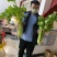 芹菜种子叶柄黄绿色纤维少早熟西芹种子高产包邮