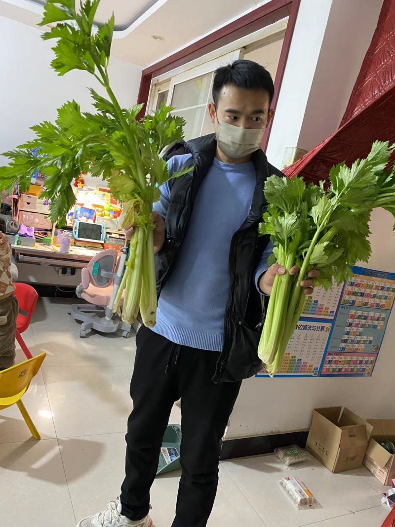 芹菜种子叶柄黄绿色纤维少早熟西芹种子高产包邮