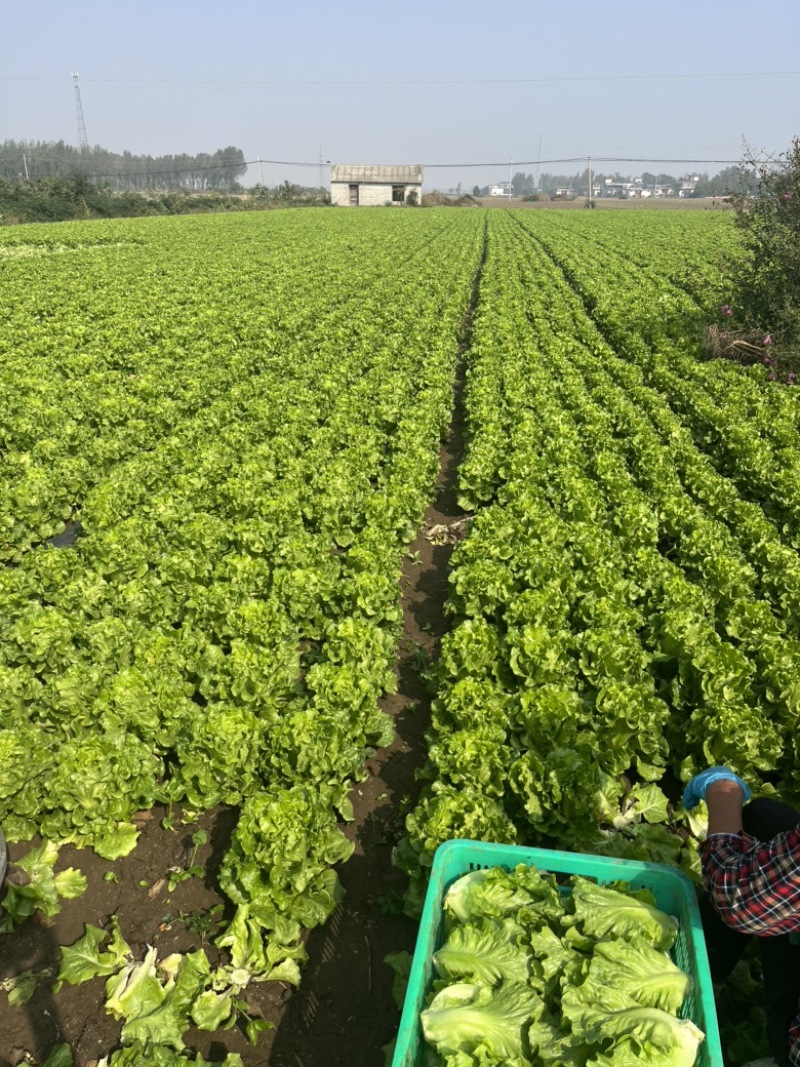 精品意大利生菜大量上市，货源充足稳定，欢迎新老客合作