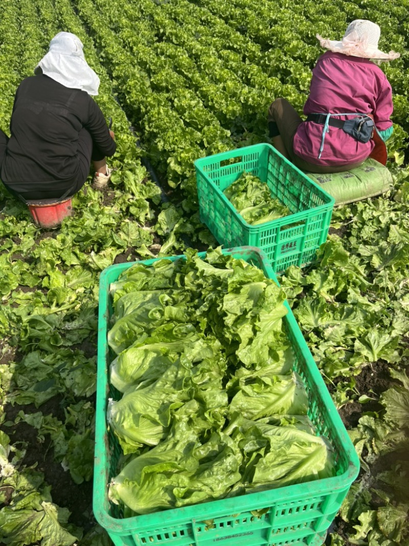 精品意大利生菜大量上市，货源充足稳定，欢迎新老客合作