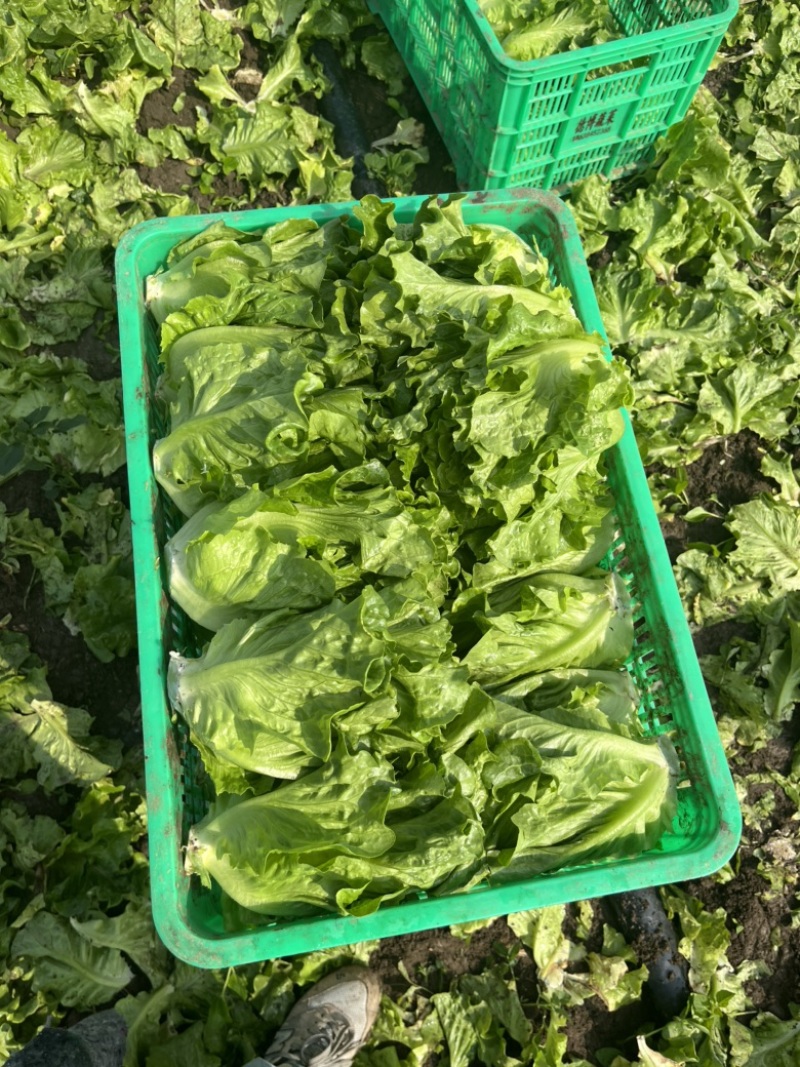 精品意大利生菜大量上市，货源充足稳定，欢迎新老客合作