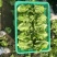 精品意大利生菜大量上市，货源充足稳定，欢迎新老客合作