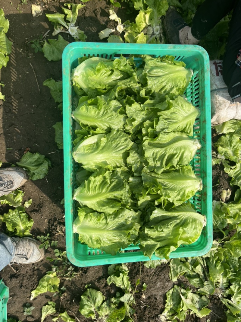 精品意大利生菜大量上市，货源充足稳定，欢迎新老客合作
