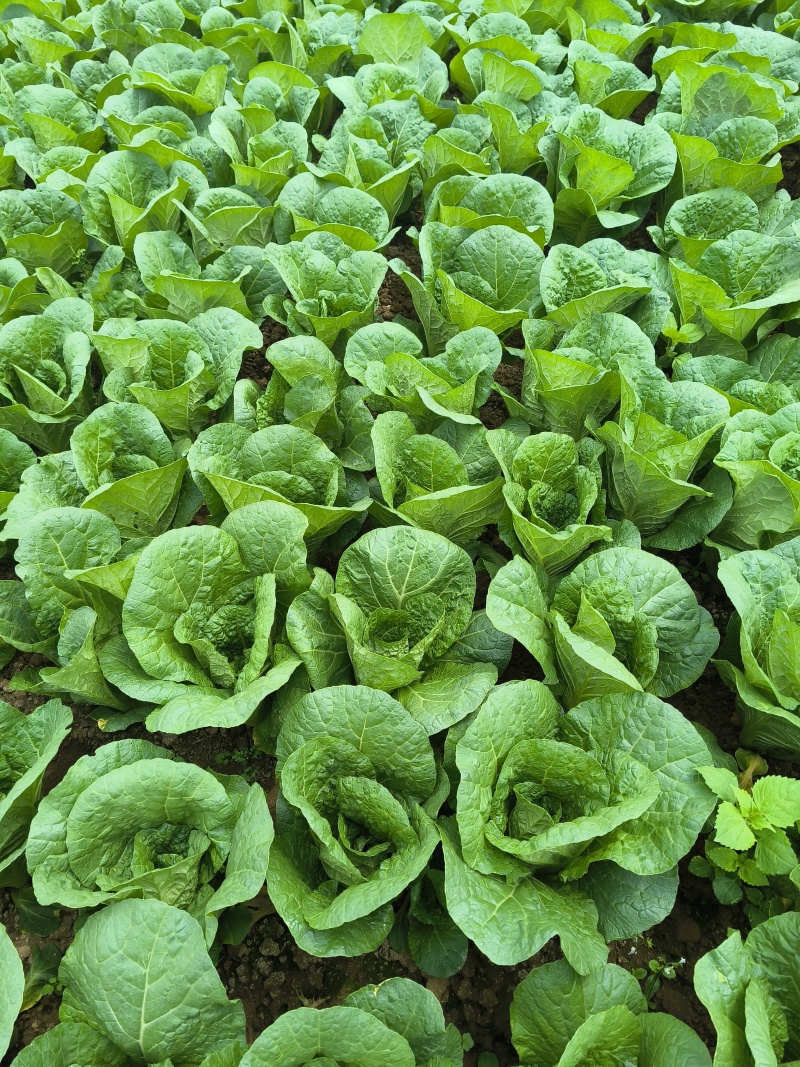 娃娃菜