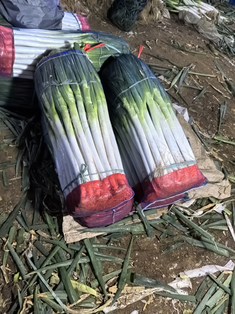 葱铁杆大葱钢葱产地直供价格美丽欢迎来电打扰