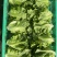 精品意大利生菜大量上市，欢迎电商老板来谈