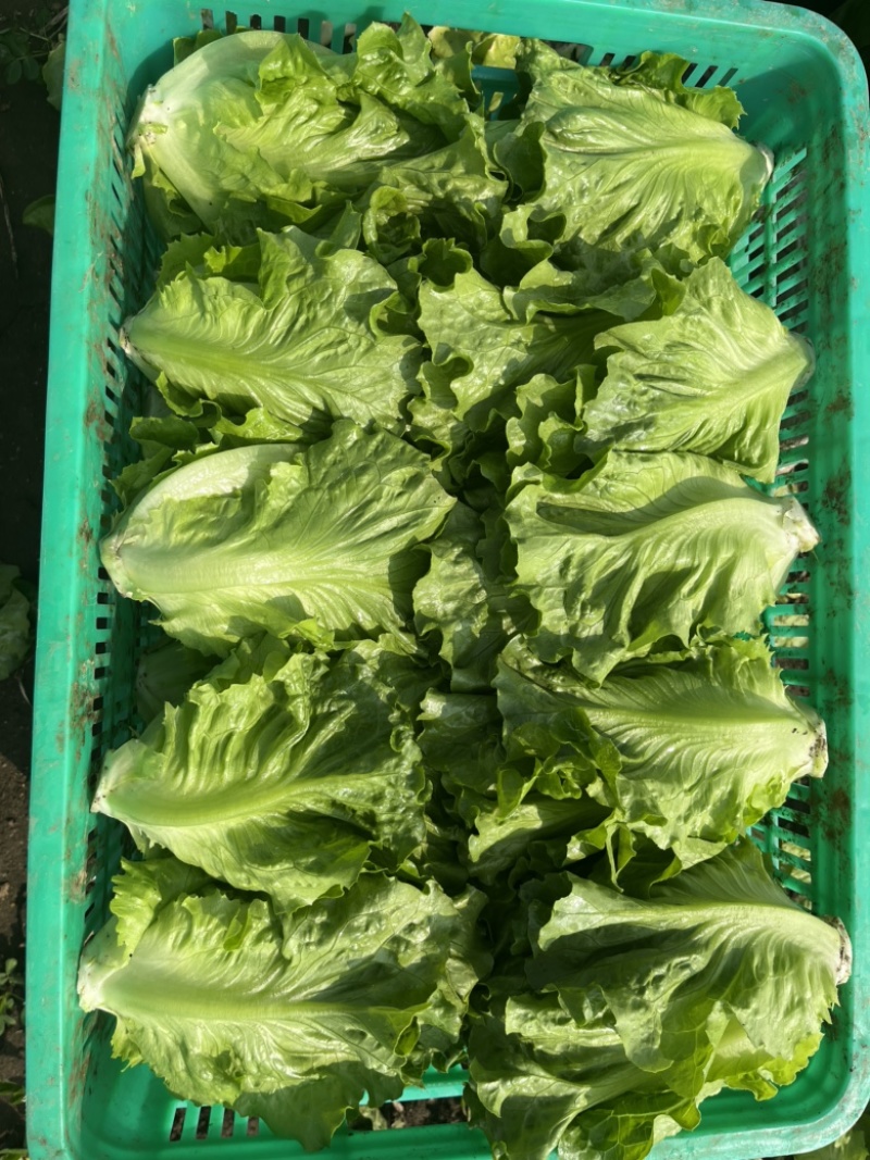 精品意大利生菜大量上市，欢迎电商老板来谈