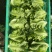精品意大利生菜大量上市，欢迎电商老板来谈