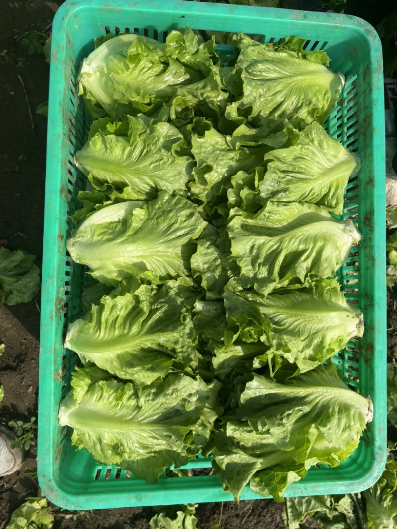 精品意大利生菜大量上市，欢迎电商老板来谈