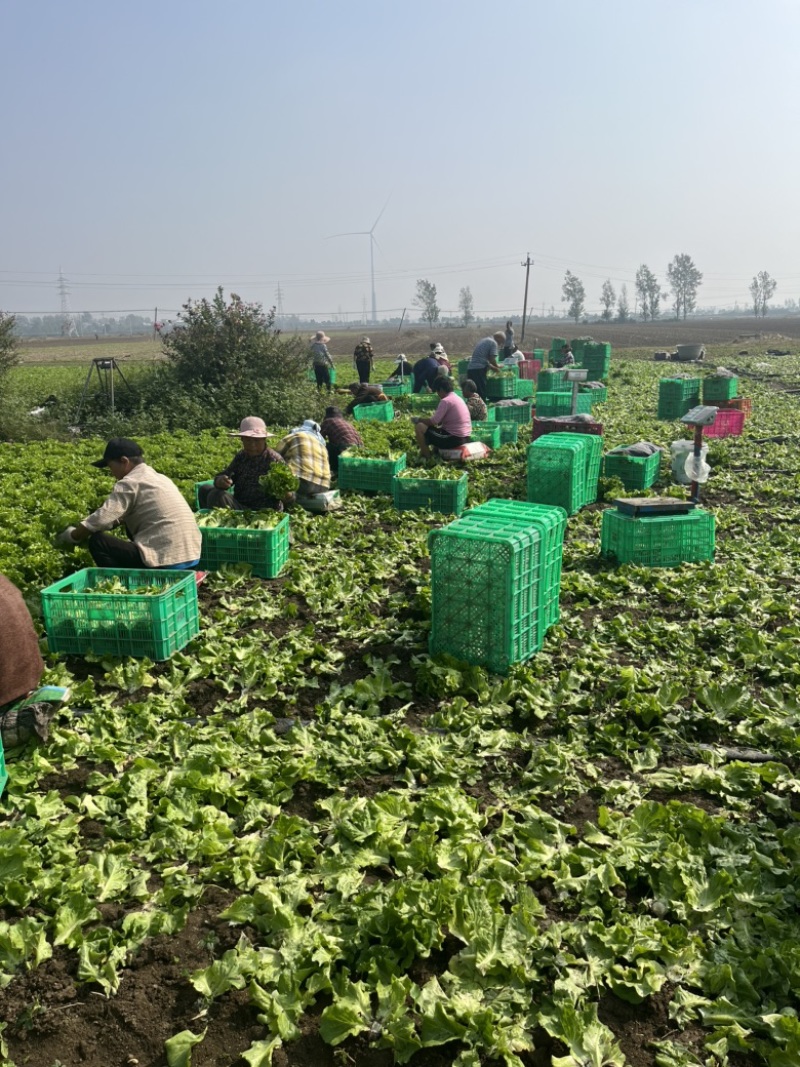 精品意大利生菜大量上市，欢迎电商老板来谈