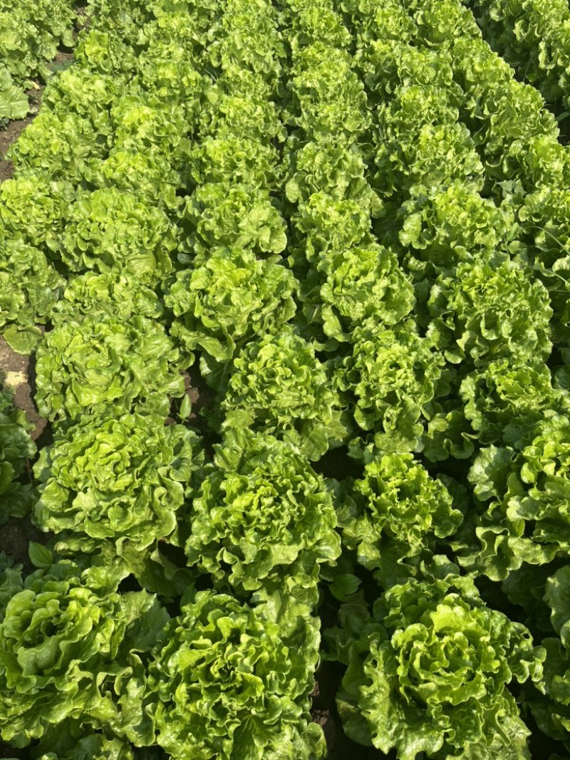 精品意大利生菜大量上市，欢迎电商老板来谈