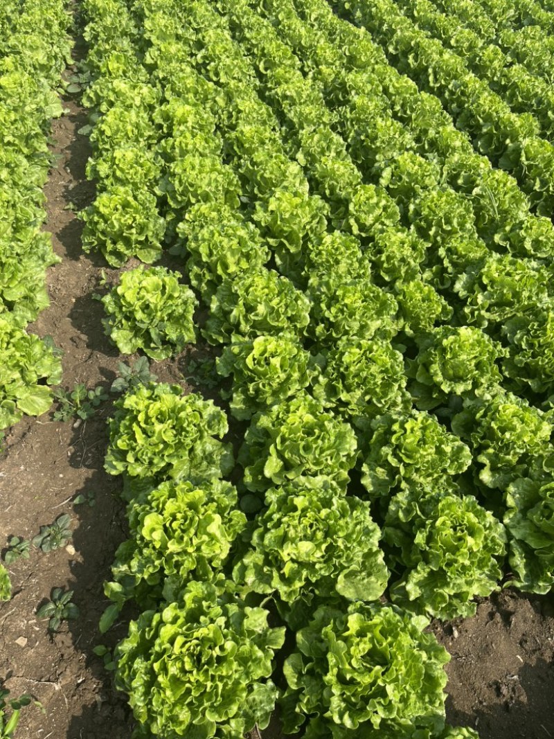 精品意大利生菜大量上市，欢迎电商老板来谈