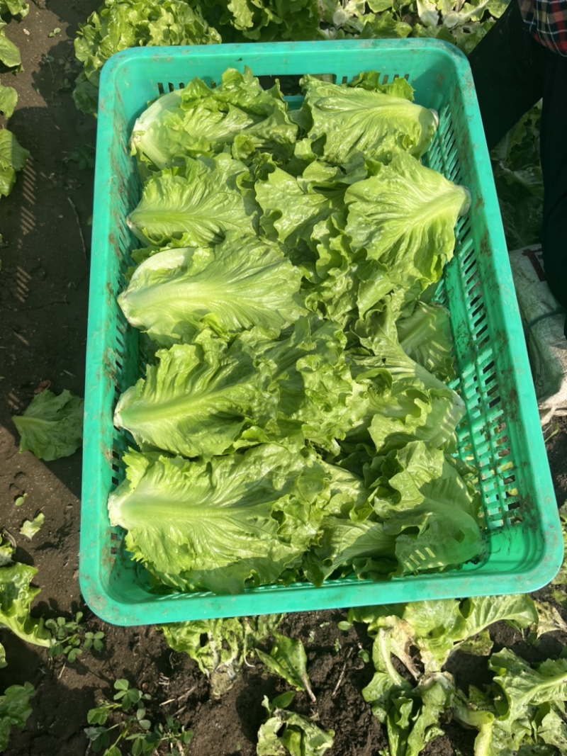 精品意大利生菜大量上市，欢迎电商老板来谈