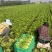 精品意大利生菜大量上市，欢迎电商老板来谈